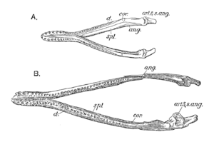 mandible of Peloneustes compared to "Pliosaurus" andrewsi, both seen from above