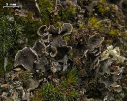 Peltigera lepidophora - Flickr - pellaea.jpg