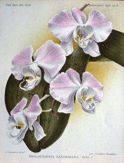 Phalaenopsis sanderiana 1.jpg