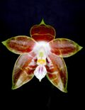 Phalaenopsis venosa Orchi 983.jpg