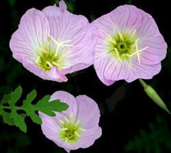 Pink primrose or buttercups -- Oenothera speciosa.jpg