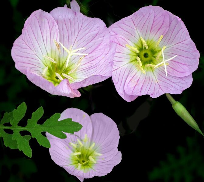File:Pink primrose or buttercups -- Oenothera speciosa.jpg