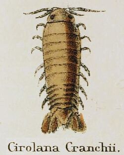 Plate XIV White 1857 Crustacea Cirolana cranchii.jpg
