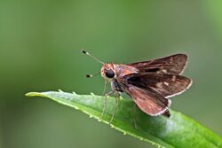 Pompeius skipper (Pompeius pompeius).jpg