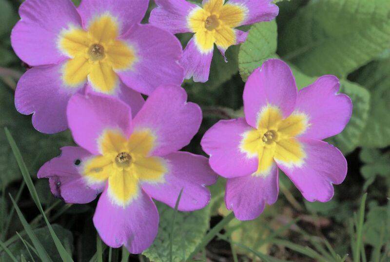 File:Primula vulgaris 02.jpg
