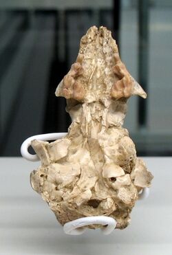 Promephitis sp. skull - Batallones 3 fossil site, Torrejón de Velasco, Madrid, Spain.jpg