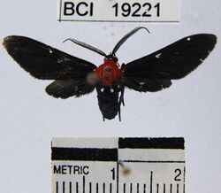 Psoloptera thoracica.JPG