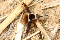 Pygmy Bee Fly - Bombylius pygmaeus, Glendening Tract, Jug Bay Sanctuary, Lothian, Maryland.jpg