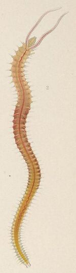 Pygospio elegans A monograph of the British marine annelids 1915 XCIII.jpg
