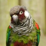 A green parrot with a maroon face and underside, a white cheek, a taupe forehead