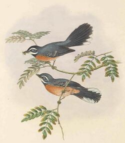 Rhipidura hyperythra - The Birds of New Guinea (cropped).jpg