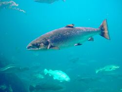 Salmo salar-Atlantic Salmon-Atlanterhavsparken Norway.JPG
