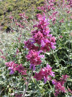 Salvia canariensis kz4.JPG