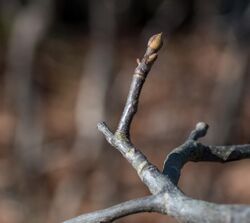 Sand Hickory buds NBG.jpg