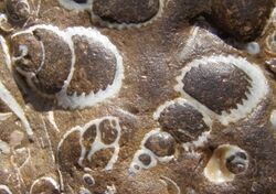 Sandstone with fossil shells.jpg