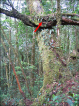 picture of mossy tree with red arrow pointing towards a branch