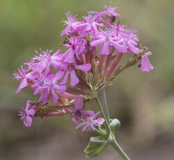 Silene sp. - Kanlıbasırotu.jpg