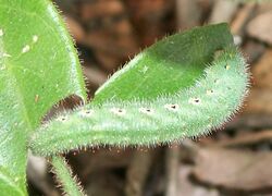 Smoky Orange Tip larva 07 11 2010.JPG