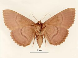 Speiredonia spectans female ventral.jpg