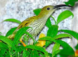 Streaked Spiderhunter.jpg