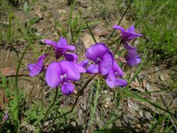 Swainsona monticola flower1 (11396819653).jpg