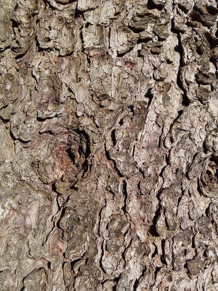 File:Swiss stone pine (pinus cembra) bark.jpg