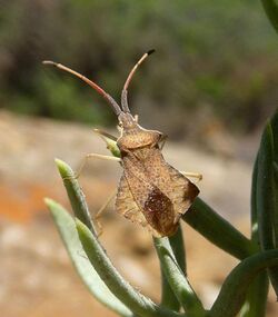 Syromastes rhombeus. Coreidae - Flickr - gailhampshire.jpg