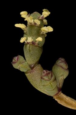 Tecticornia indica subsp. bidens - Flickr - Kevin Thiele.jpg