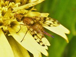 Tephritidae - Myopites stylatus (female).JPG