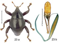 Trigonopterus ejaculatorius (10.3897-zookeys.828.32200) Figure 23.jpg