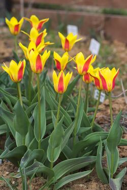 Tulipa kaufmanniana 'Giuseppe Verdi' 2015 02.jpg