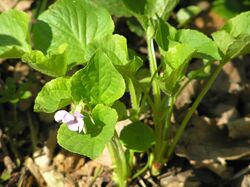 Viola mirabilis1.JPG