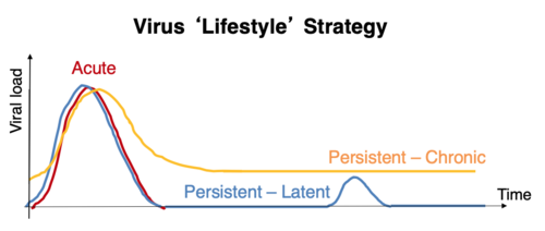 A graph summarising the various virus "lifestyle strategies, acute, chronic and latent