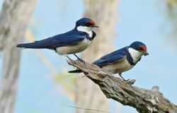 White-throated Swallows (Hirundo albigularis) (6817418149).jpg