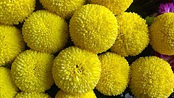 Yellow Coloured Dolomiaea Saussureoides.jpg