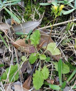 Youngia japonica Japan.jpg