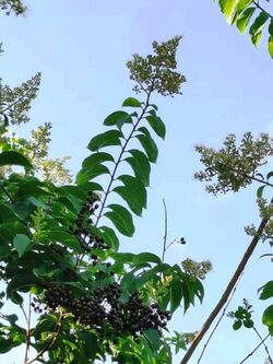 九芎Lagerstroemia subcostata 20210601174239 33.jpg