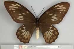 013605541 Ornithoptera allotei dorsal female Neallotype.jpg
