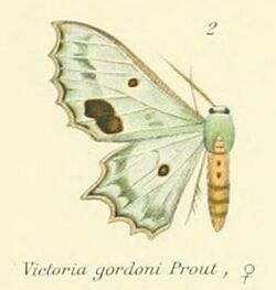 02-Victoria gordoni Prout,1912.JPG