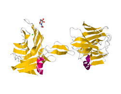 3D ribbon diagram of alpha-neurexin 1.png