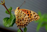 A argynnis butterfly in front of my house.jpg