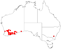 Acacia verriculaDistMap941.png