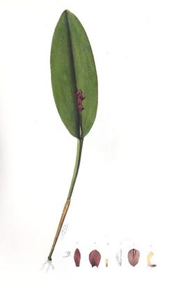 Acianthera tristis.jpg