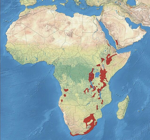 File:African Olive Pigeon Distribution.jpg