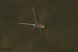 Anax ephippiger male from United Arab Emirates