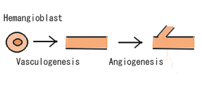 Angiogenesis.png