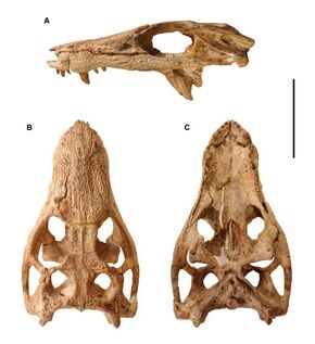 Araripesuchus.jpg