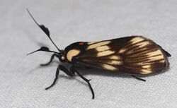 Arctiid Moth (Ardonea tenebrosa) (39505828045).jpg