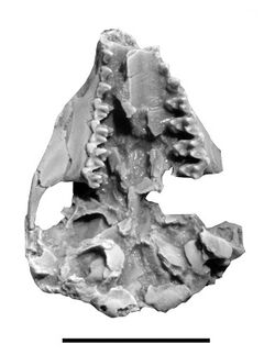 Asiatherium reshetovi holotype cast - ZooKeys 465 (skull).jpg