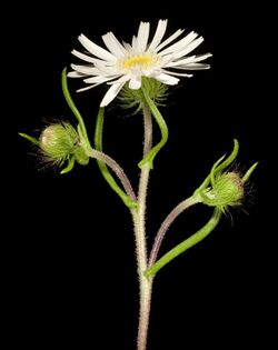 Asteridea pulverulenta - Flickr - Kevin Thiele.jpg